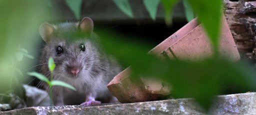 Pest Control Brentwood: Why Pests Keep Coming Back