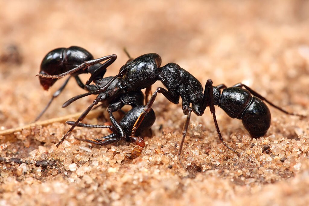 Ant Control